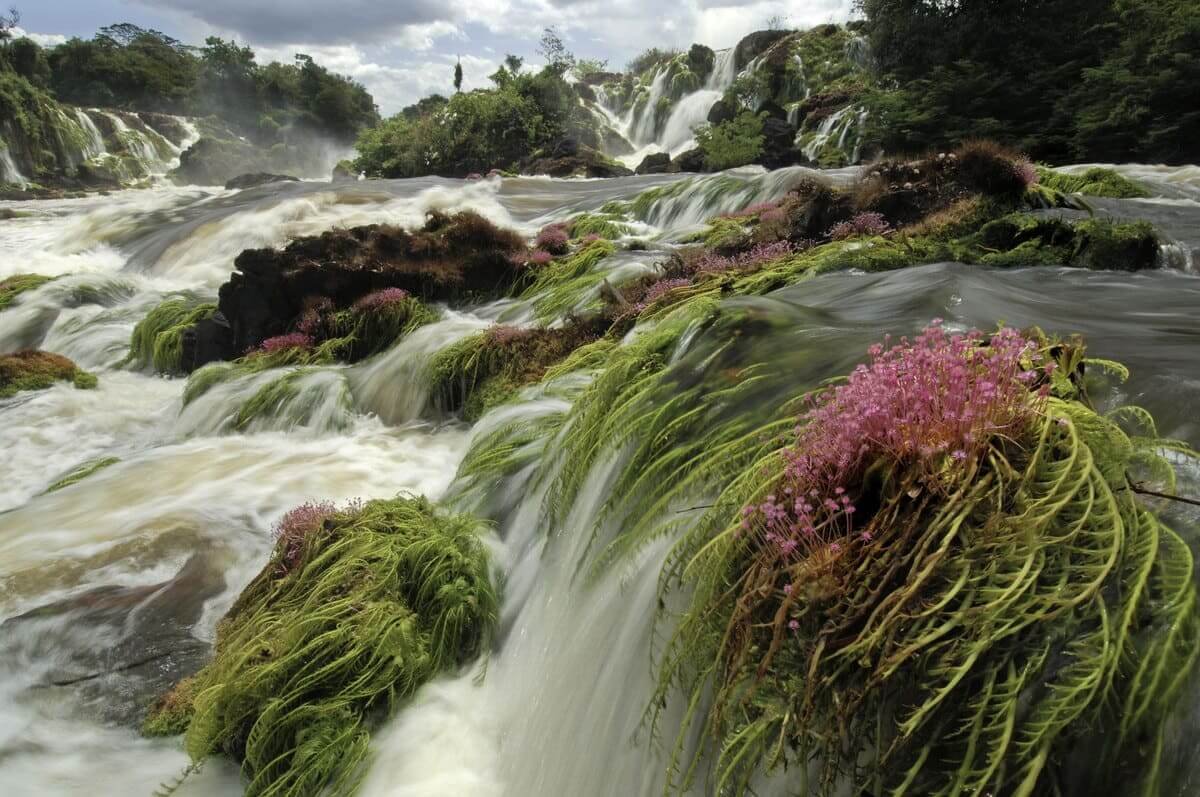 O Tumucumaque O Maior Parque Nacional Do Brasil Turismo De Natureza