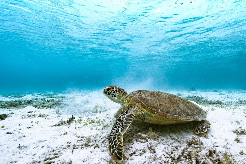 Qual A Diferen A Entre C Gados Jabutis E Tartarugas Turismo De Natureza