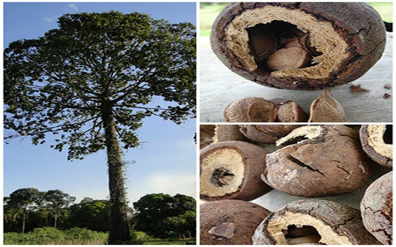 Arvore da Castanha do Pará.