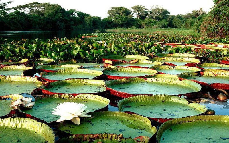 A vitória-régia, símbolo da Amazônia, é uma das mais belas plantas aquáticas do mundo.