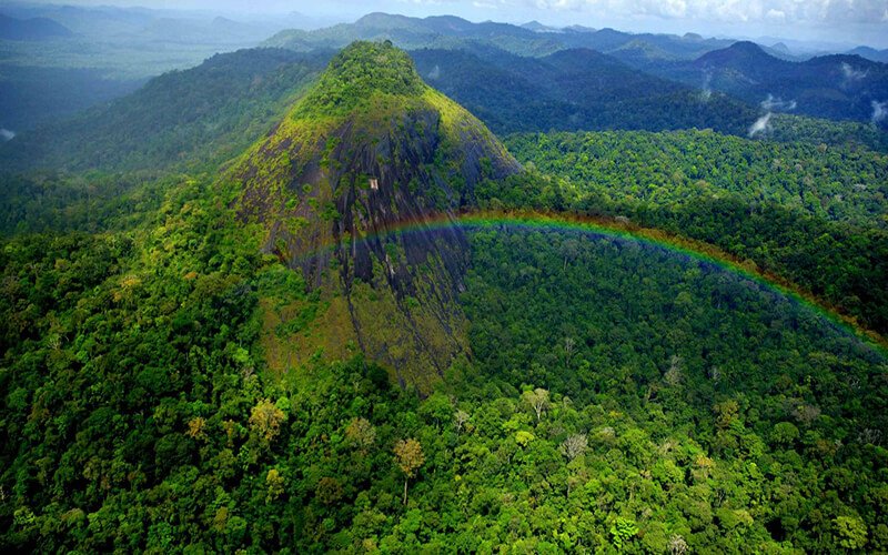 Discover 38 Fascinating Facts About the Amazon Jungle