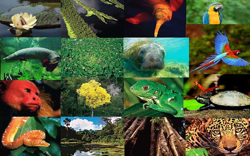 Curiosidades sobre a Amazônia. Fauna da Amazônia