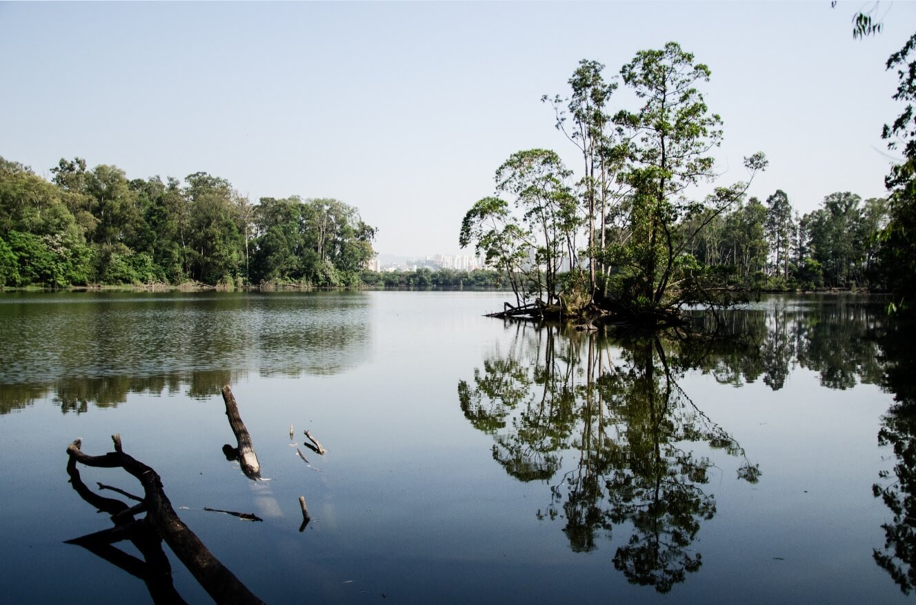 Capivaras passeando pelo Parque do Carmo, zona leste de São Paulo