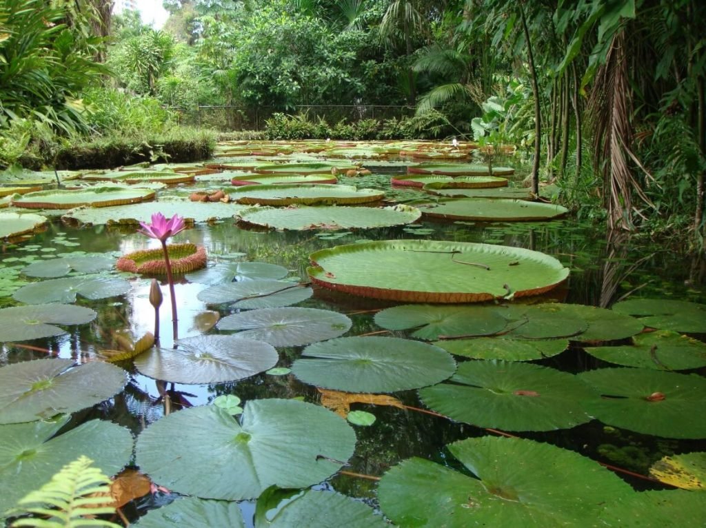 Parque Zoobotânico do Museu Paraense Emílio Goeldi