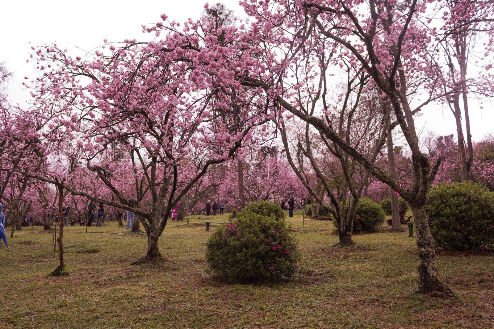 Parque do Carmo, Bosque das Cerejeiras.