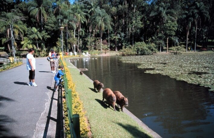 Horto Florestal de São Paulo ou Parque Estadual Alberto Löfgren