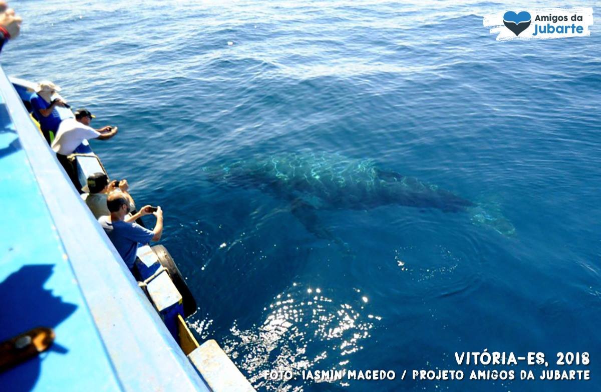 Observação de baleias em jubartes em Vitória