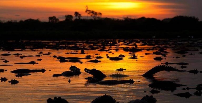 O que fazer no Pantanal de Mato Grosso