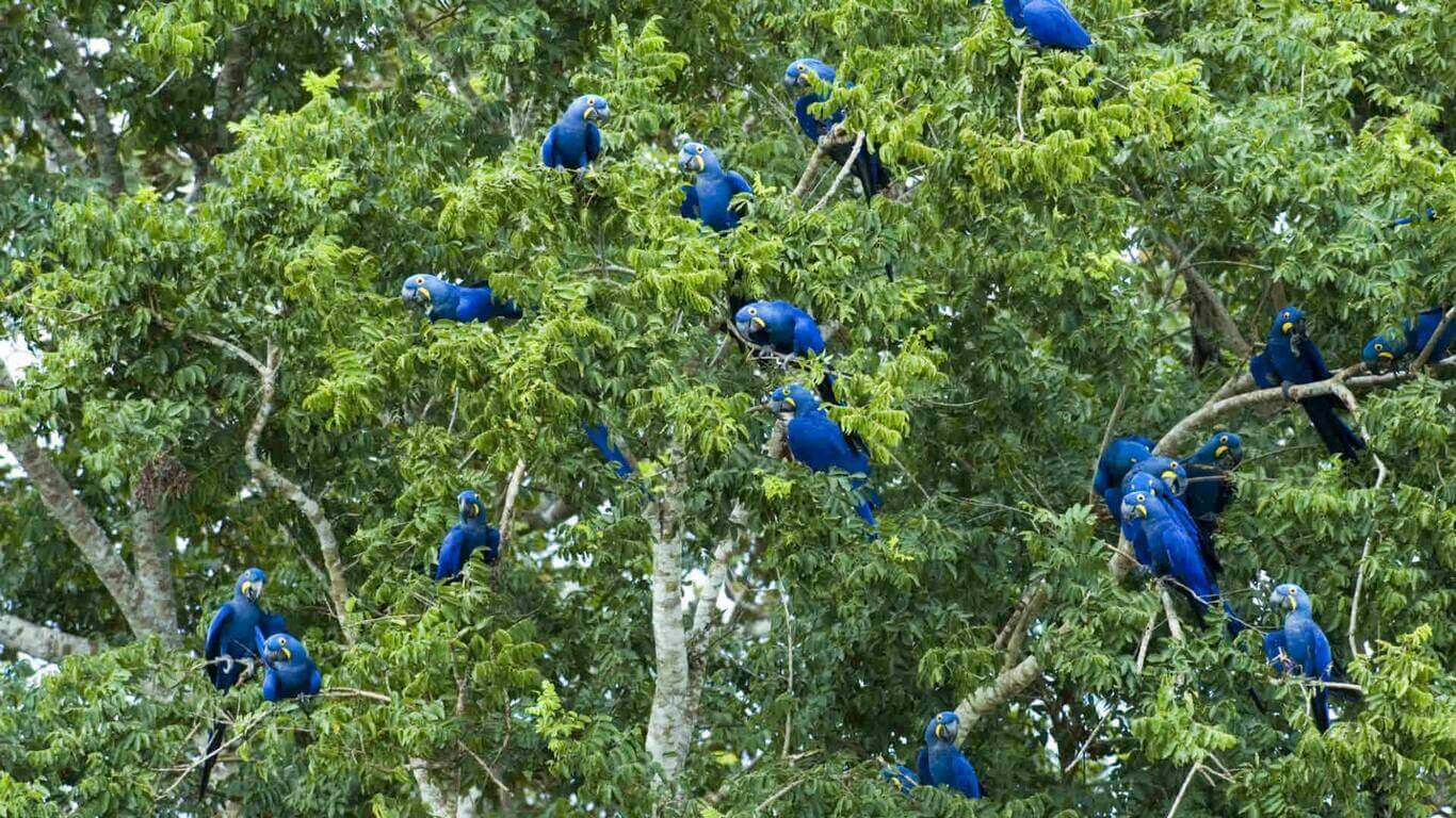 Araras azuis no Pantanal.