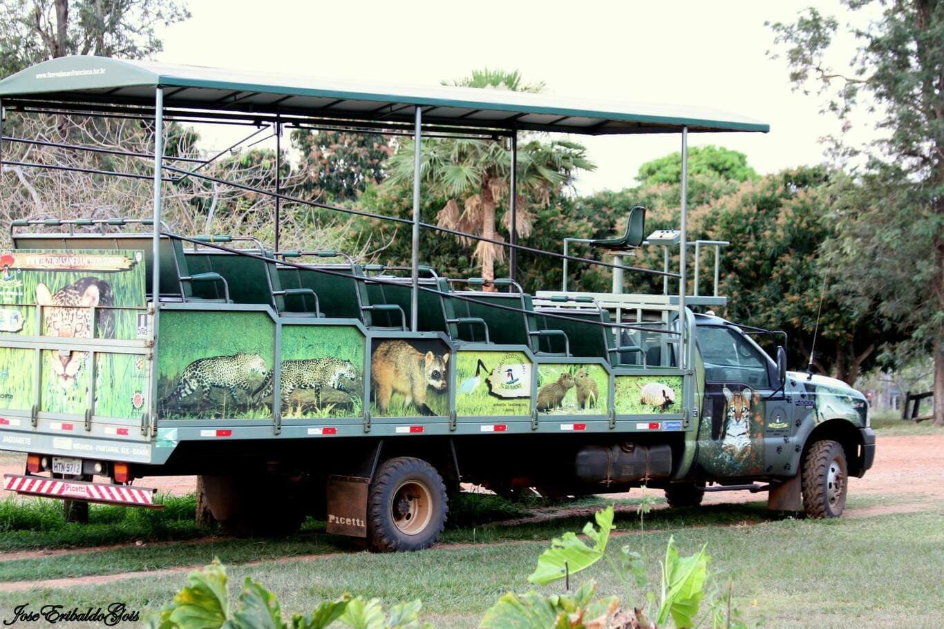 Safári fotográfico no Pantanal do Mato Grosso do Sul