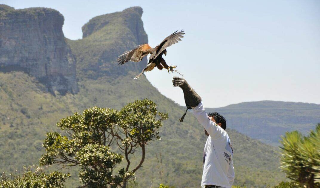 Parque dos Falcões em Sergipe