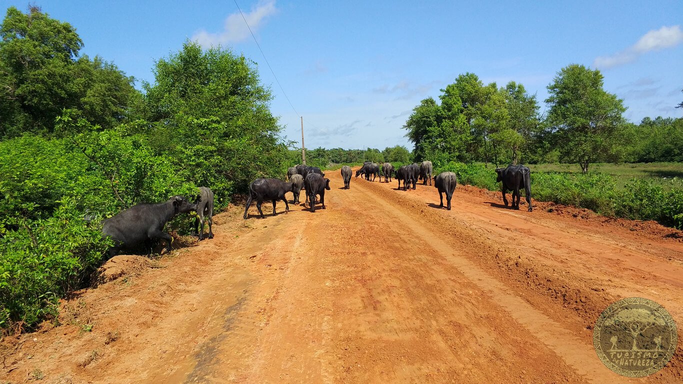 Búfalos na Ilha de Marajó