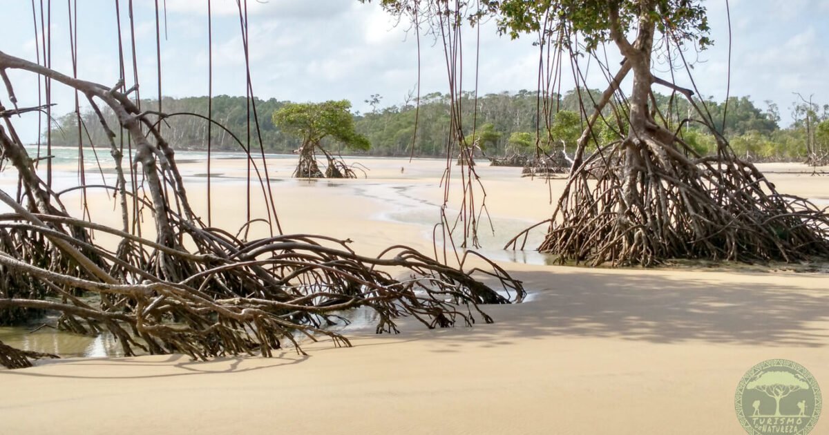 Confira o que fazer na Ilha de Marajó. Confira os atrativos e passeios turísticos de Soure