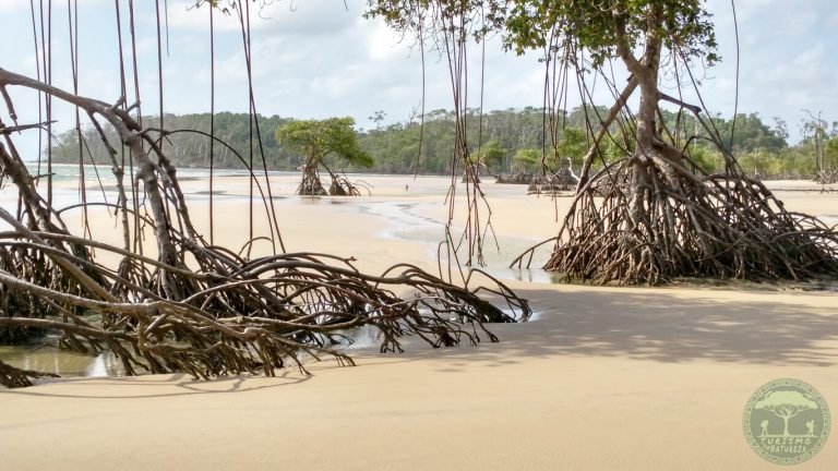 Confira o que fazer na Ilha de Marajó. Confira os atrativos e passeios turísticos de Soure