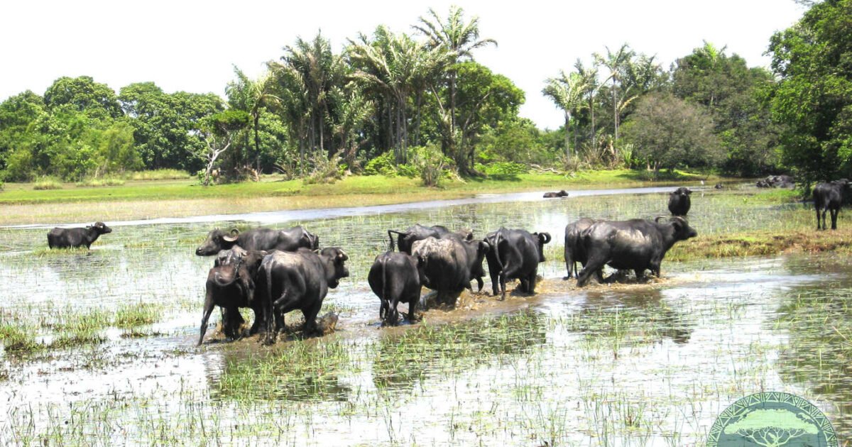 Roteiros na Ilha de Marajó. Roteiros de 1 a 5 dias.