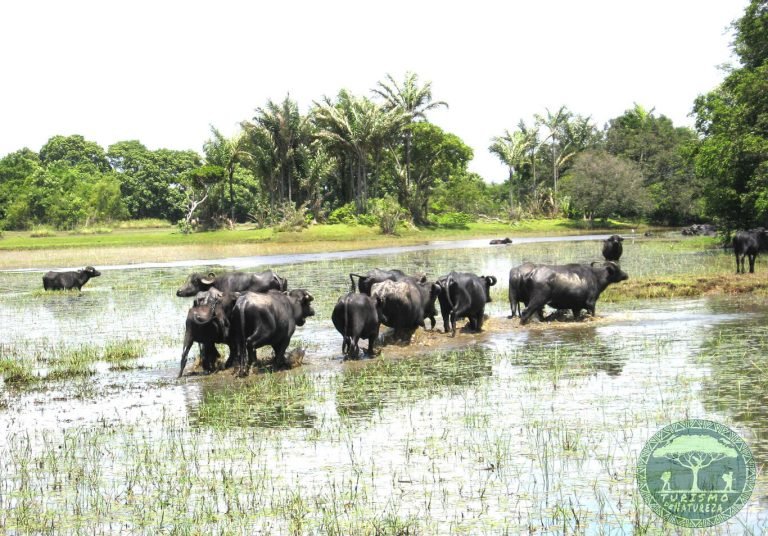 Roteiros na Ilha de Marajó. Roteiros de 1 a 5 dias.