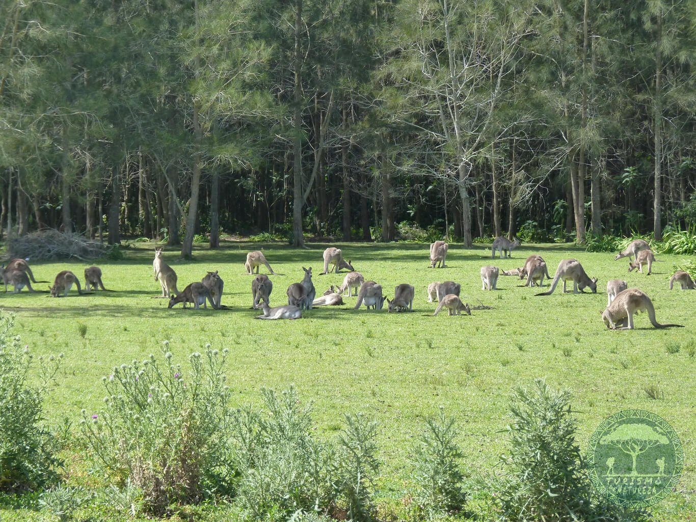 Morisset. Um dos melhores lugares para ver cangurus em New South Wales na Austrália.