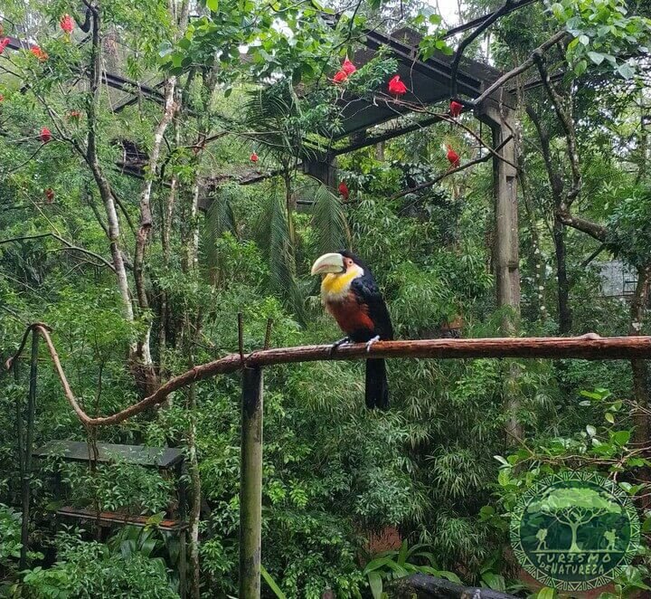 Parque das aves em foz do iguaçu no Paraná