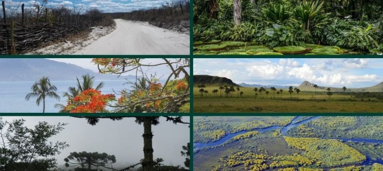 Biomas brasileiros