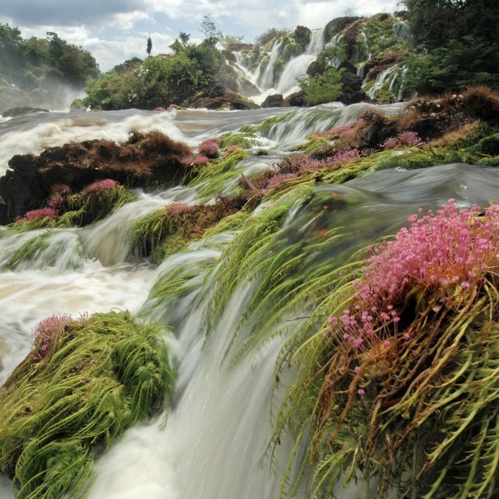 Ecoturismo Montanhas do Tumucumaque