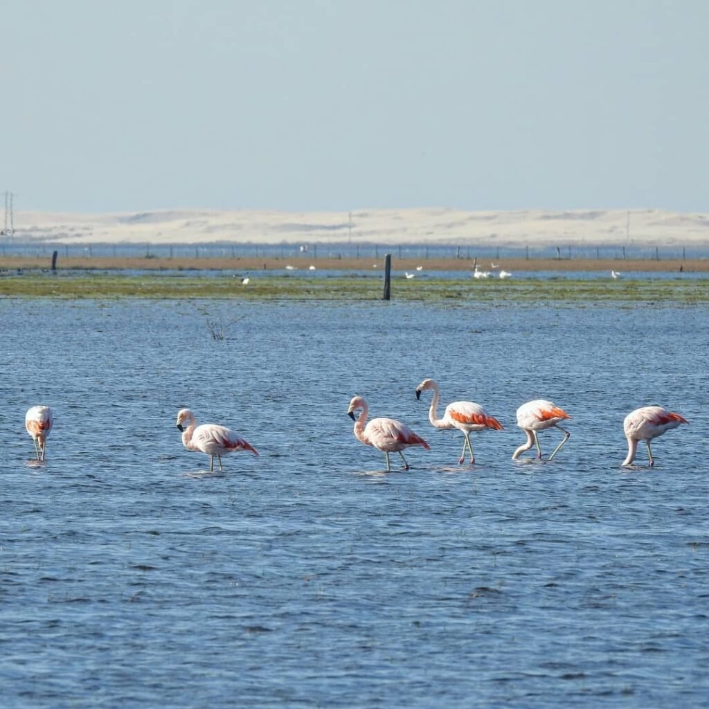 Flamingos em Lagoa do Peixe