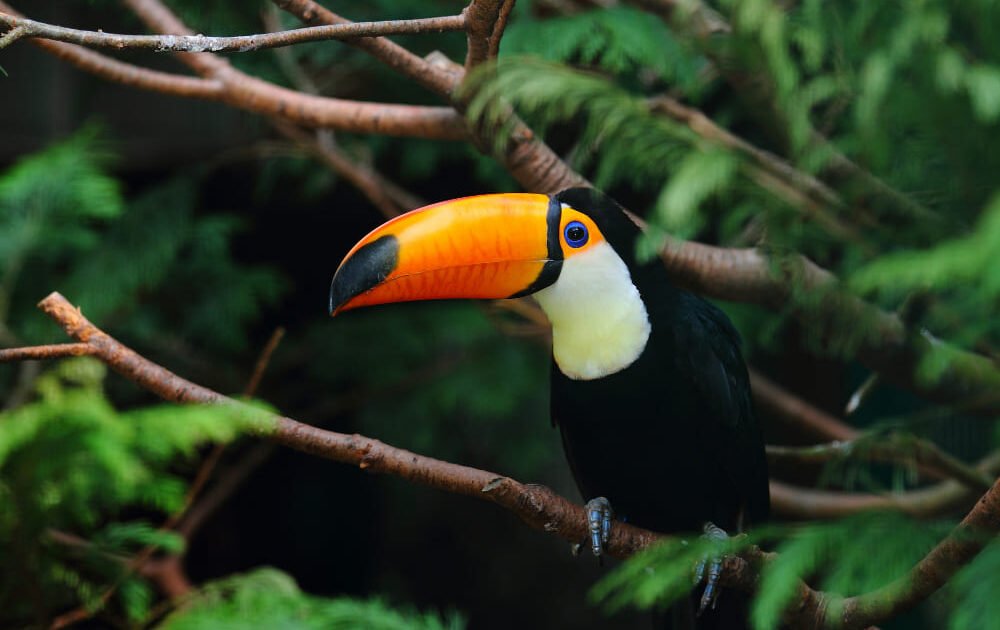 Passeios de Ecoturismo no Brasil