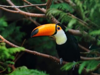 Passeios de Ecoturismo no Brasil