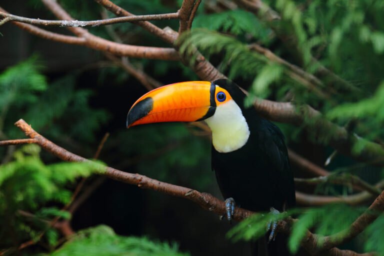 Passeios de Ecoturismo no Brasil