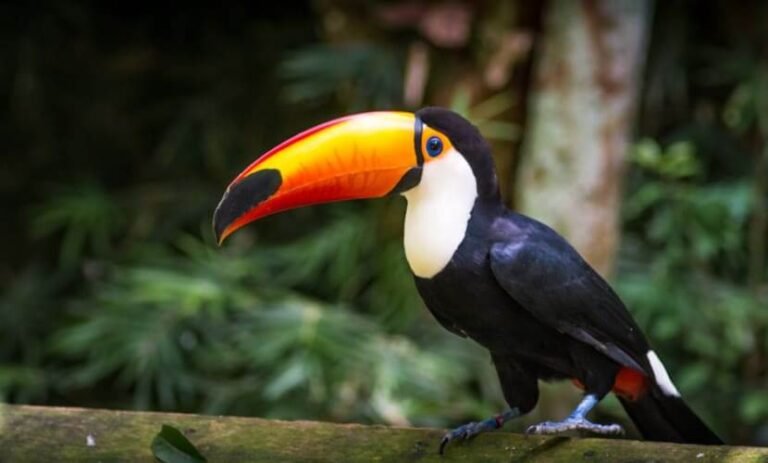 Os 50 pássaros mais bonitos do Brasil » Turismo de Natureza