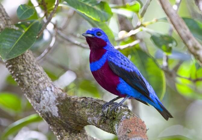 Red flanked bluetail.  Pássaros bonitos, Pássaros, Animais