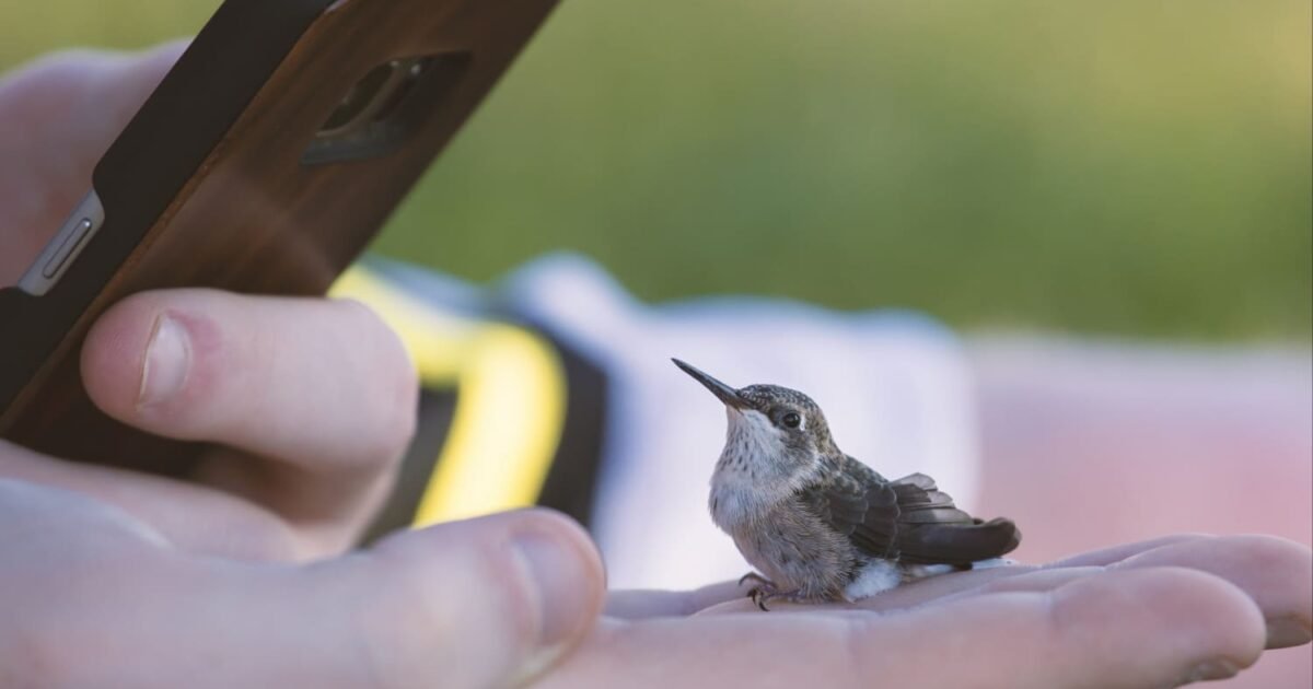 Turismo de Observação de Aves