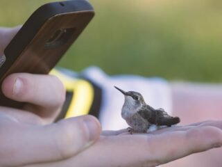 Turismo de Observação de Aves