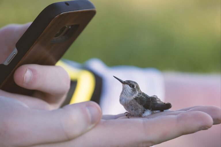 Turismo de Observação de Aves