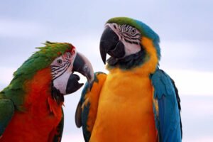 Os pássaros mais bonitos do Brasil