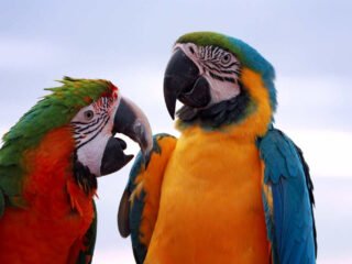 Os pássaros mais bonitos do Brasil