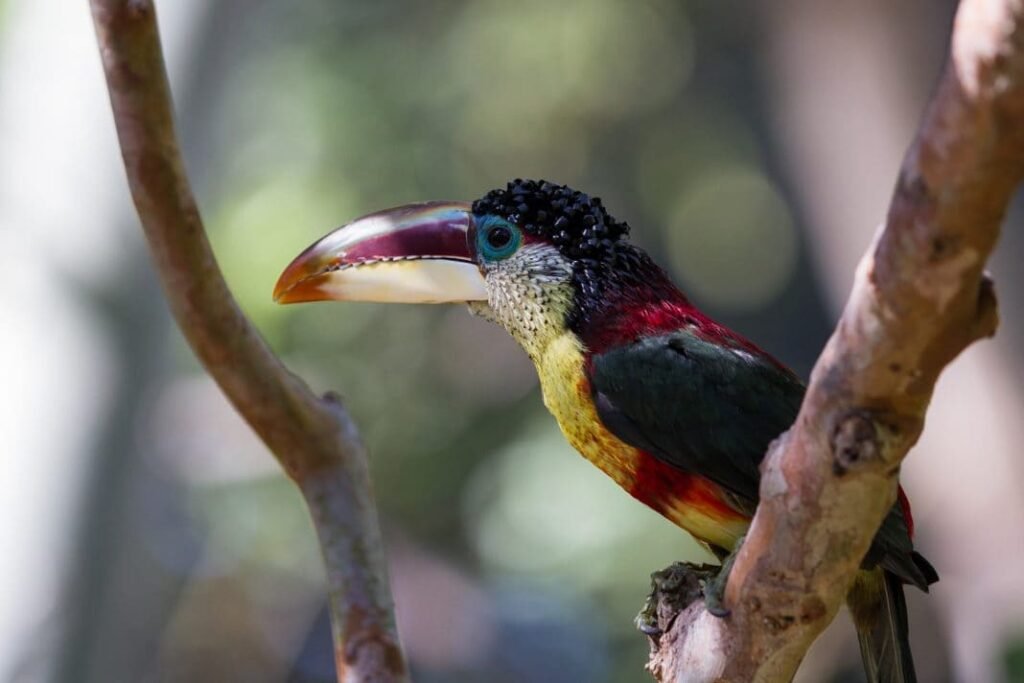 Observação de aves em Aripuanã