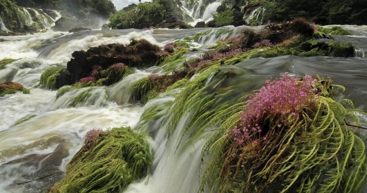 O maior parque nacional do Brasil