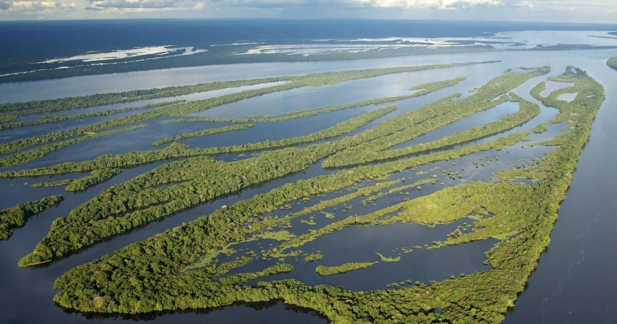 O que fazer em Anavilhanas