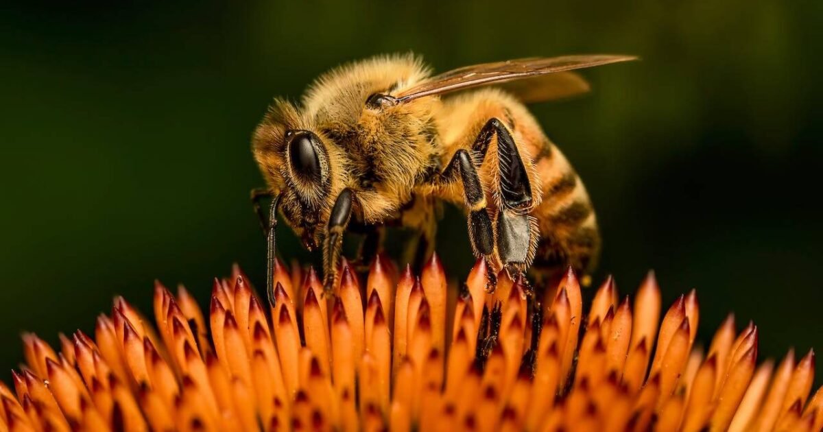 A importância das abelhas para o mundo