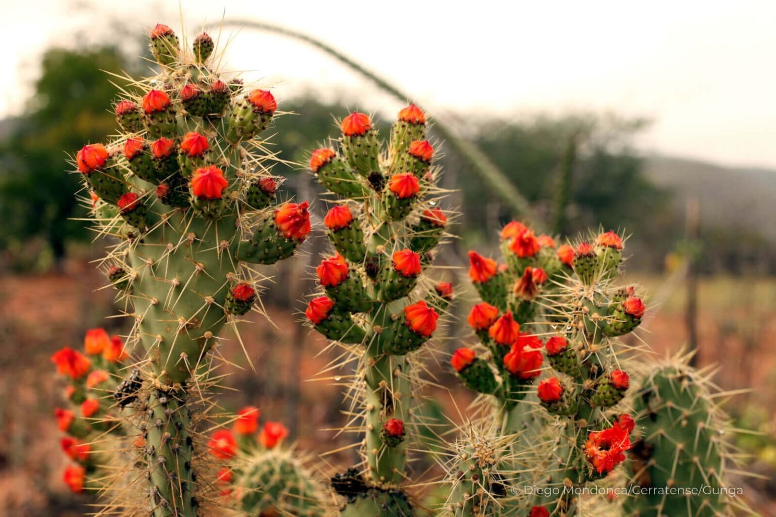 Discover 25 Fascinating Facts About the Caatinga, the Only Biome that ...