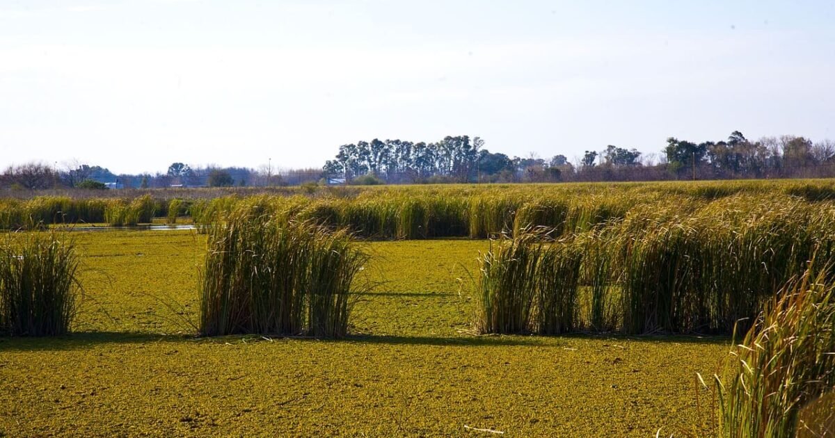 Curiosidades sobre o Pampa.