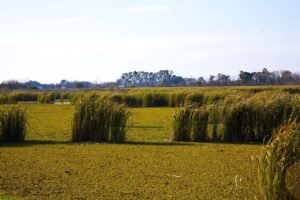 Curiosidades sobre o Pampa.