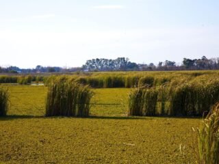 Curiosidades sobre o Pampa.