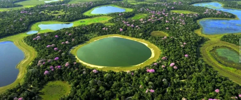 Curiosidades sobre o Pantanal.