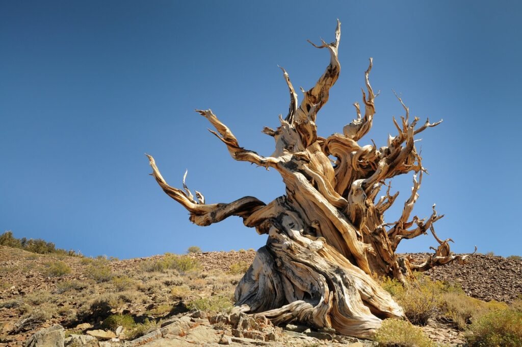 As árvores mais antigas do mundo: Matusalém (Pinus longaeva).