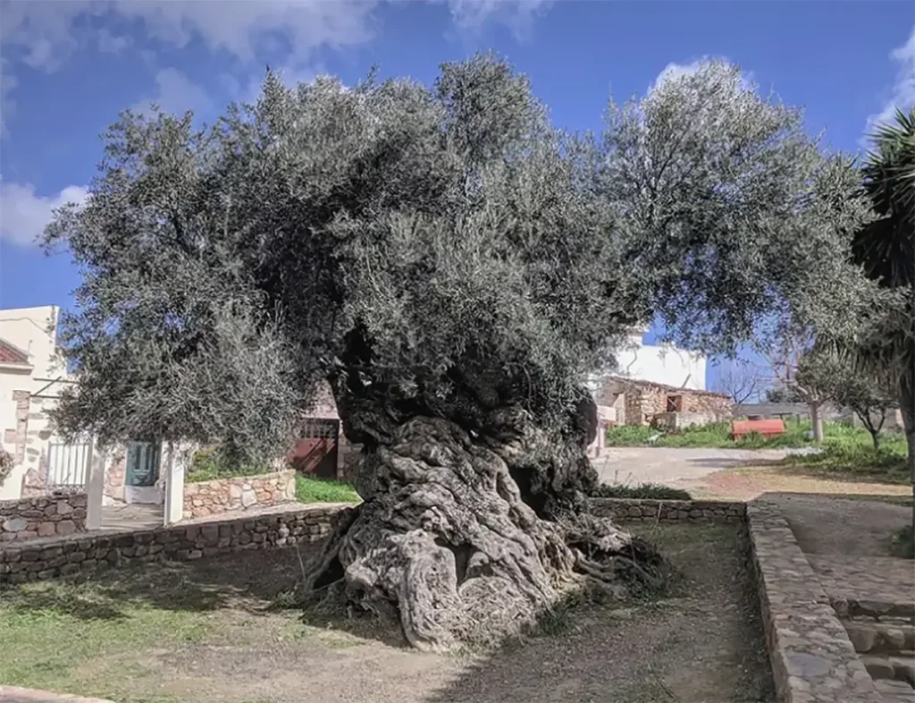 Oliveira de Vouves (Olea europaea).