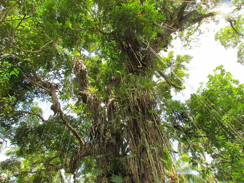 As árvores mais antigas do mundo: Gran Abuelo (Fitzroya cupressoides)