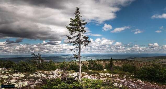 Old Tjikko (Picea abies).