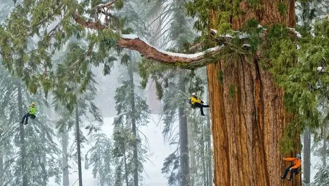 Árvores mais antigas do mundo: A Árvore do Presidente (Sequoiadendron giganteum).