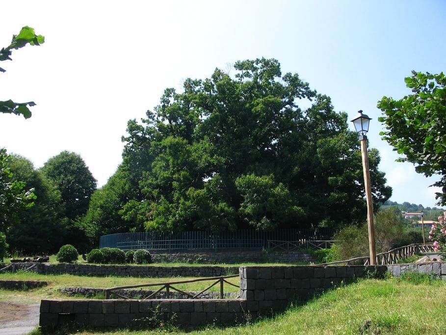 Chestnut Tree of One Hundred Horses (Castanea sativa).